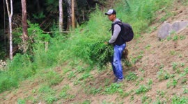 Smokey and the bandits: Indonesian police burn acres of marijuana