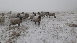 Hungry sheep looking for food in a Peak District blizzard.