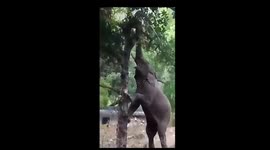 Crowd cheers as determined elephant in India finally plucks food from tree