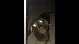 Creepy pair of eyes turns out to be sausage dog waiting at door