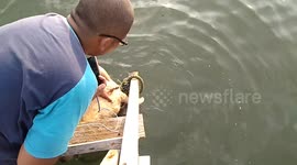 Dog evacuated from the sea