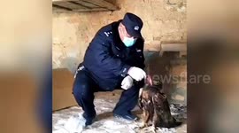 Police officer in China rescues hungry golden eagle and returns it back to nature