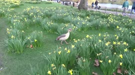 Geese among the daffodils in St James Park on the first day of spring in London