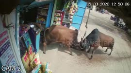 Shopkeeper suffers $2000 loss after fighting bulls crash into his shop in eastern India