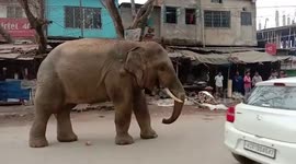 Wild elephant raids town market for bananas in northeast India