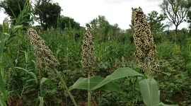 Indian Green Nature-Indian Plants Of Millet And Green Beans - Indian Climate And Farming-Indian Farm