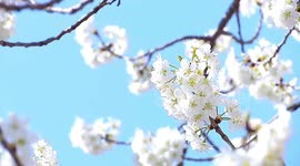 Stunning drone footage of blooming cherry blossoms in south China