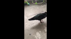 DUCKS GONE WILD!!! Wild duck think I’m it’s mom and he likes to shake it!