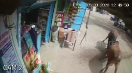 Shopkeeper flees on moped as two bulls locked by the horns in a vicious fight smash through the front of his shop in India