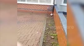 11 years later, cat returns to UK owner