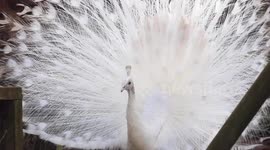 White peacock puts its plumage on display