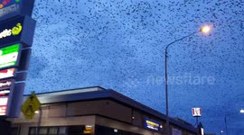 Thousands of bats have been terrorising this small Australian town