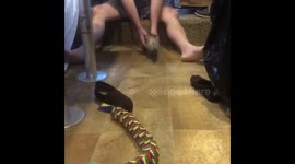 Ferret loves to play