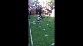 Great Dane puppy plays in local puppy bowl