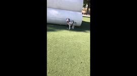 Cute Great Dane puppy running