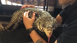 Lizard loves scratches