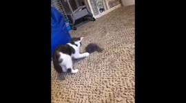 Rescued kitten meets first toy