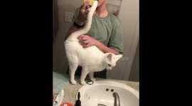 Rescued cat thanks new mom