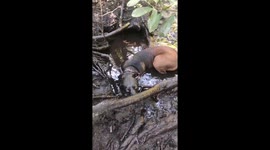 Dirty dog has no regrets in mud puddle