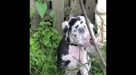 Puppy gets mad at stick