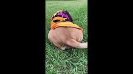 Happy dog butt