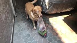 Good doggy! Labrador carries owner's shopping from market