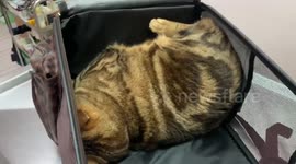 Amusing moment cat plays dead to avoid seeing vet