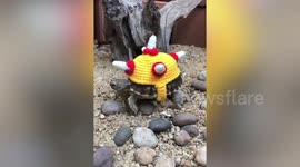 Pet tortoise wears hand-knitted woolly hats