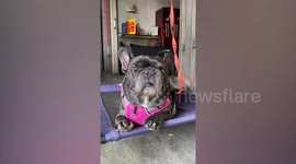 Sleepy Pet Bulldog Dozes Off