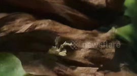 Bizarre Plant Hopper Nymph Walks Over Leaves