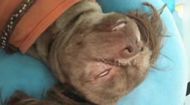 Pet Dog With Attitude Won't Move