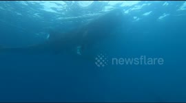 Back Giant whale sharks seen 'playing' with tourists passing through Indonesia