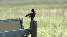 The weird, spectacular breeding display of the male Long-tailed Widowbird
