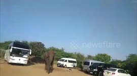 Tusker takes walk-in parking lot in search of food in Sri Lanka