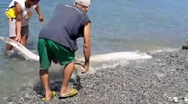 Oarfish washes ashore sparking fears of impending disaster