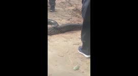 10-foot-python