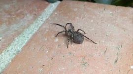 Huge Spider saved from drowning in swimming pool and released.