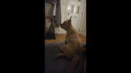 The sounds of a laughing baby is sweet music to this puppys ears!