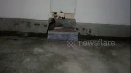 Cats fighting at house backyard and finally falling down into drain