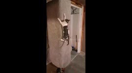 Spider-cat, spider-cat
