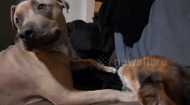 Chihuahua bullies pitbull