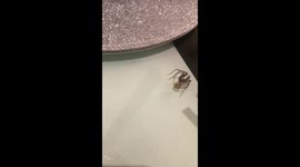 Spider Steals Piece Of Cannabis From British Man
