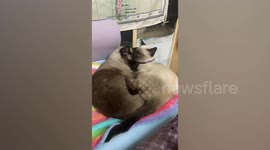 Two Siamese Cats Cuddle Together