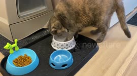 17-year-old blind-deaf cat found a creative way to drink from her water bowl