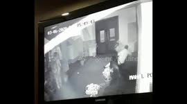 Wild pig on rampage injures wedding attendee at hotel in central India