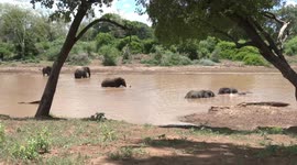 Young Elephants playing in water on a hot day – having a lovely time!
