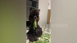Extremely fluffy alpaca takes on her favourite vegetables