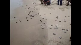 Over 200 baby turtles released into sea by forest officials in Rameshwaram, southeast India