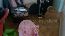 Cats that Pounce