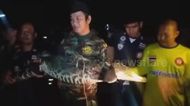 Crocodile caught five days after escaping from Buddhist temple in Thailand